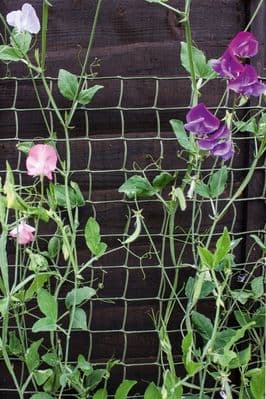 Ambassador Climbing Plant Support Tan - 30 x 1m