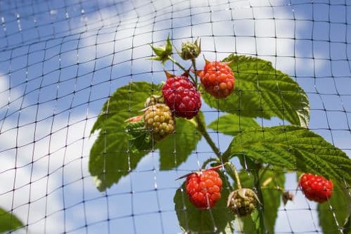 Ambassador Fruit Cage Net - 16 x 2m
