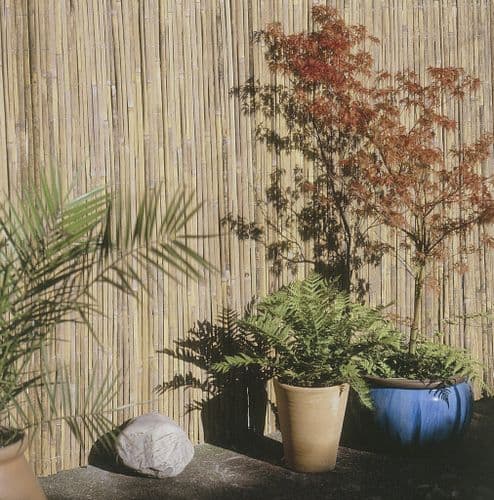 Ambassador Half Bamboo Screening - 4m x 1m