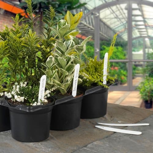 Ambassador Plant Labels - 4" (10cm)