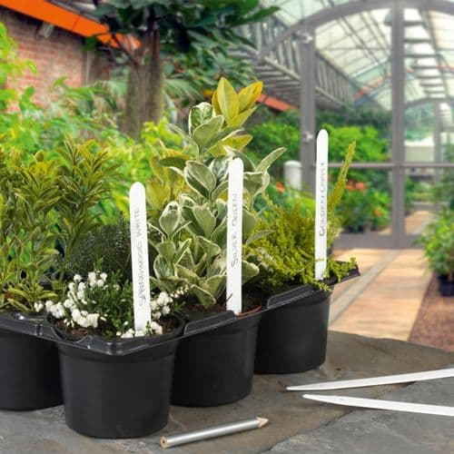 Ambassador Plant Labels - Pack 50 6"