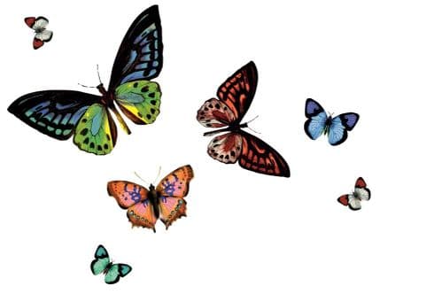 d-c-fix® Rio Butterfly Transparent Wipe Clean Placemat - Pack 16