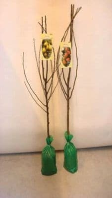Deree Fruit Tree - 1.4/1.6m